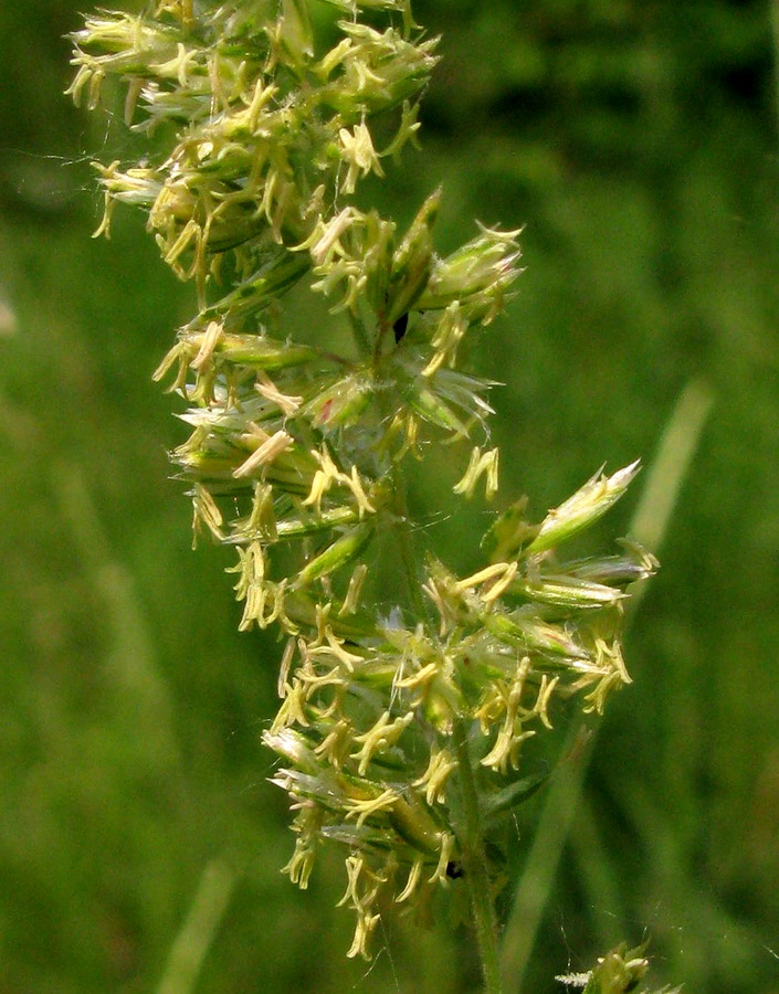 Image of Koeleria thonii specimen.