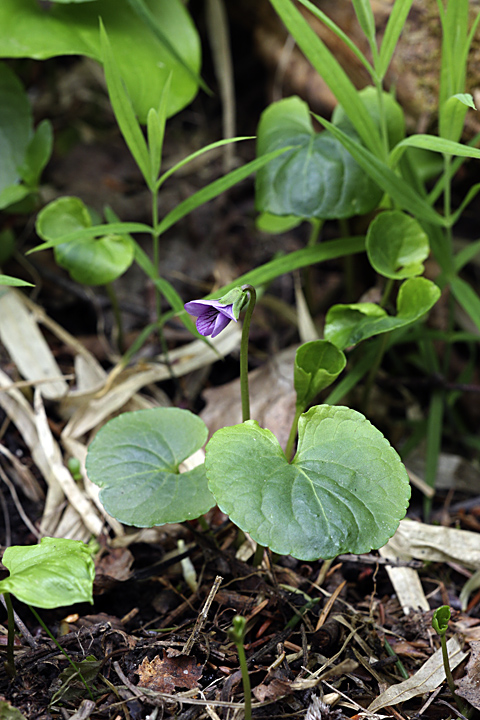 Image of Viola palustris specimen.