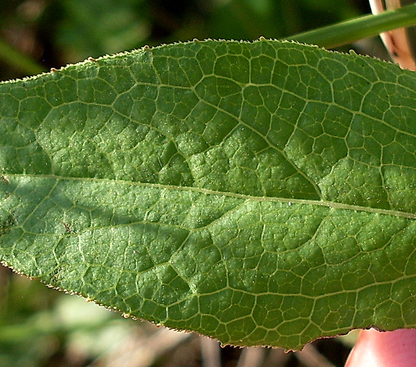 Image of Inula aspera specimen.