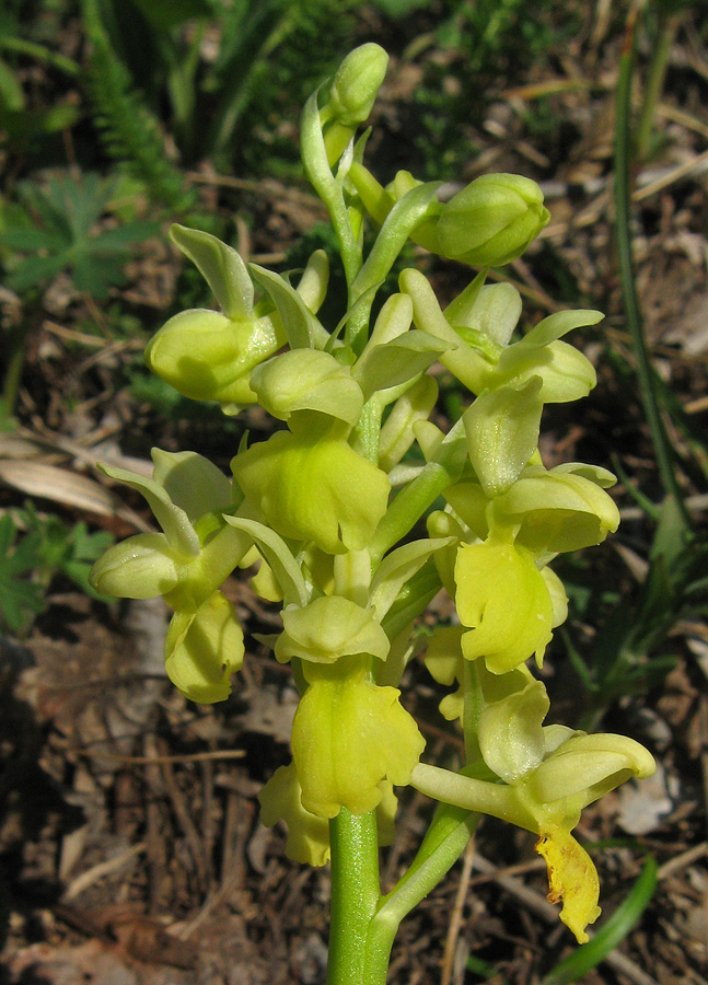 Image of Orchis pallens specimen.