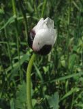 Papaver stevenianum. Цветок (розовая форма). Крым, окр. Симферополя, с. Трудовое, край поля. 2 мая 2013 г.