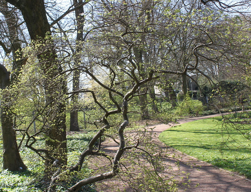 Image of Ulmus &times; hollandica specimen.