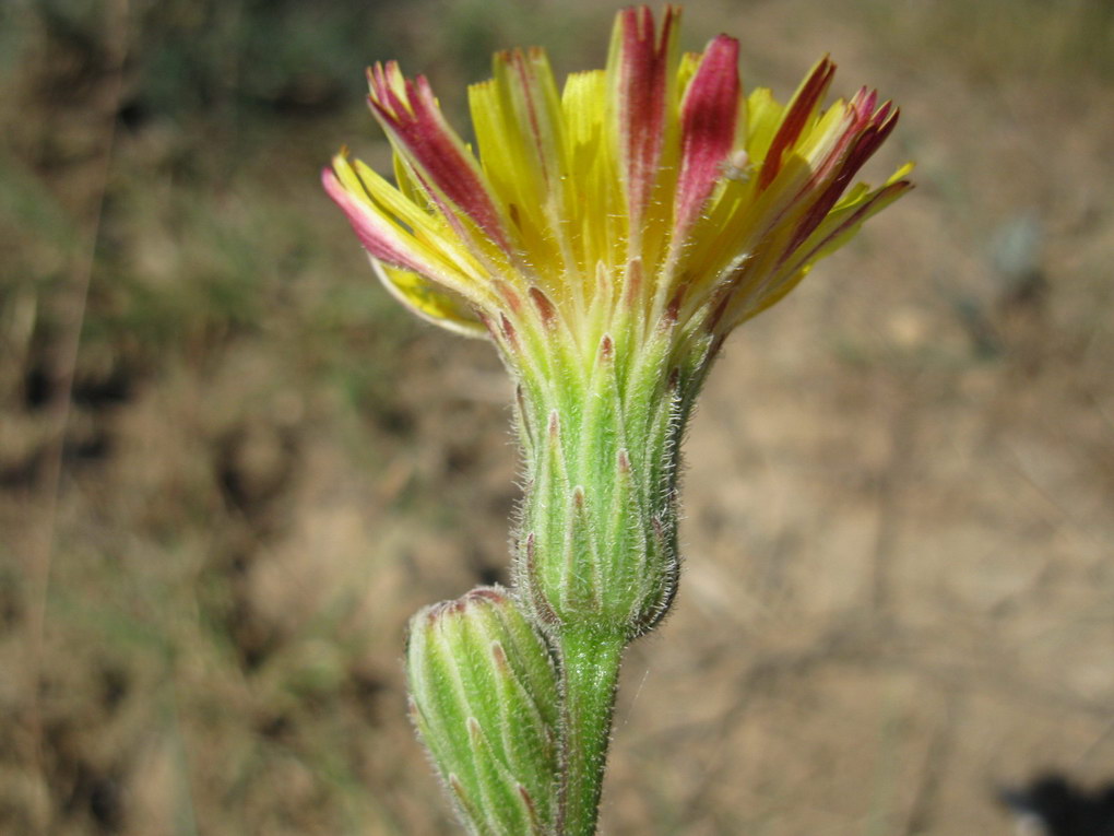 Image of Leontodon biscutellifolius specimen.