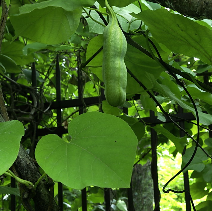 Изображение особи Aristolochia manshuriensis.