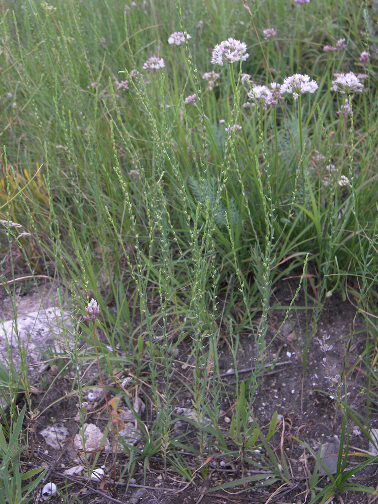 Image of Thymelaea passerina specimen.