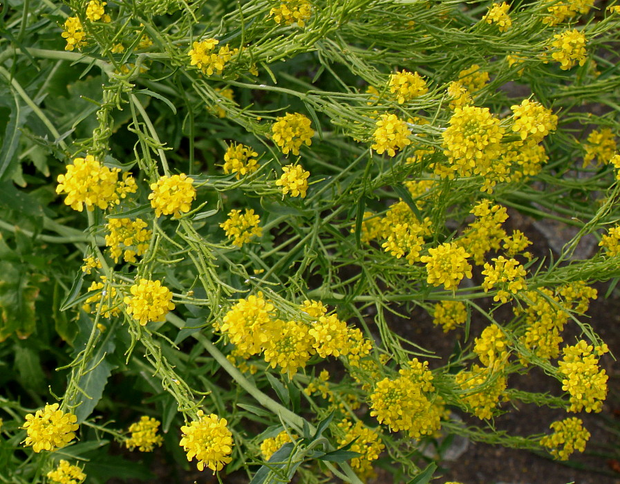 Image of Sisymbrium austriacum specimen.