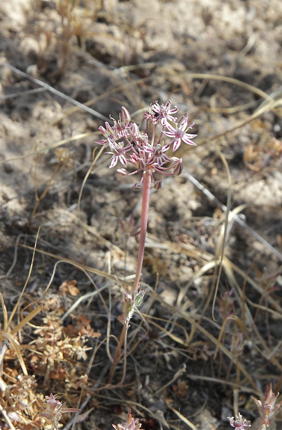 Image of Allium verticillatum specimen.