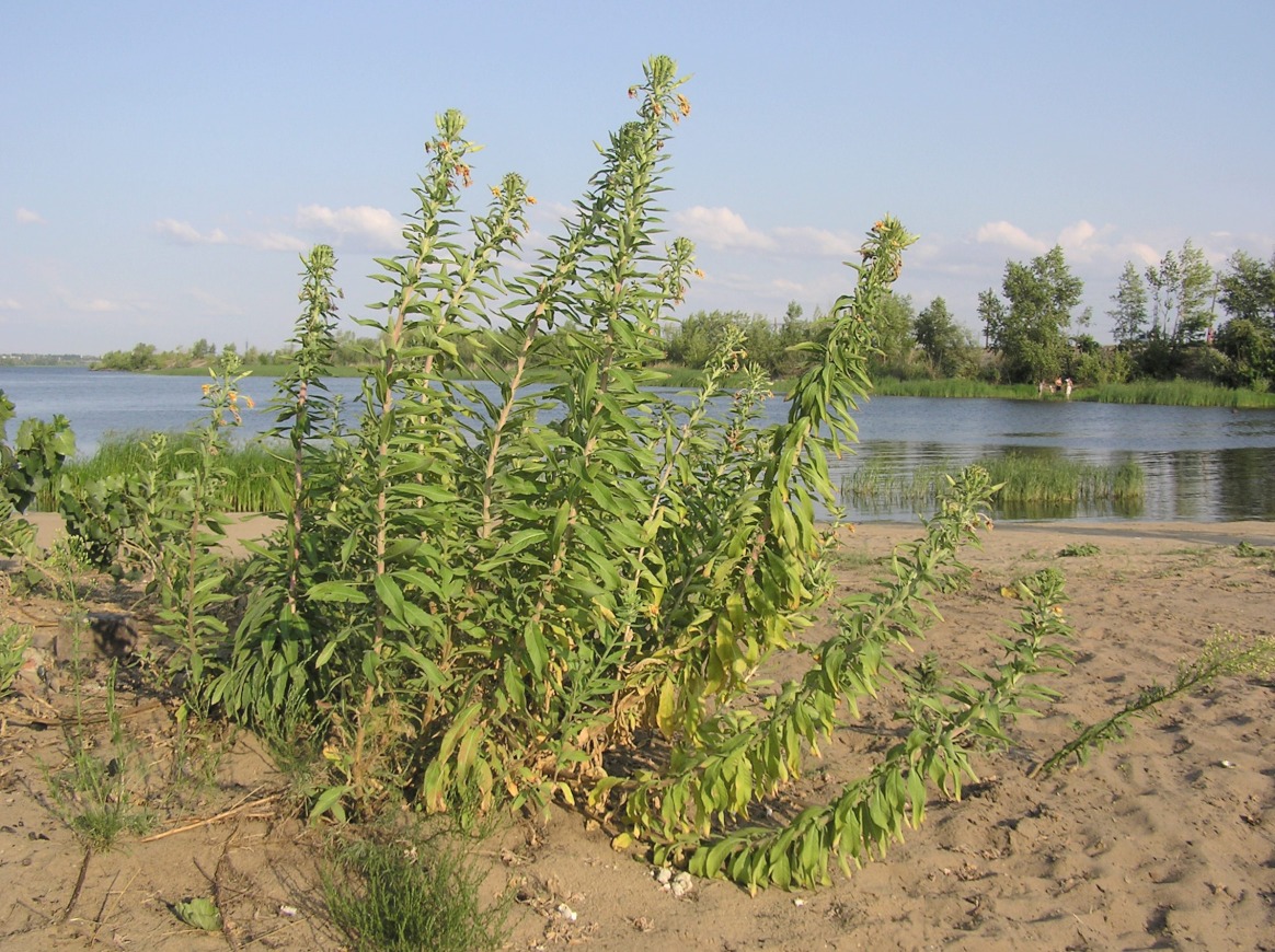 Image of Oenothera villosa specimen.