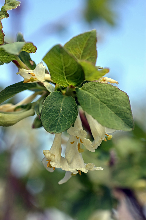 Image of Lonicera tianschanica specimen.