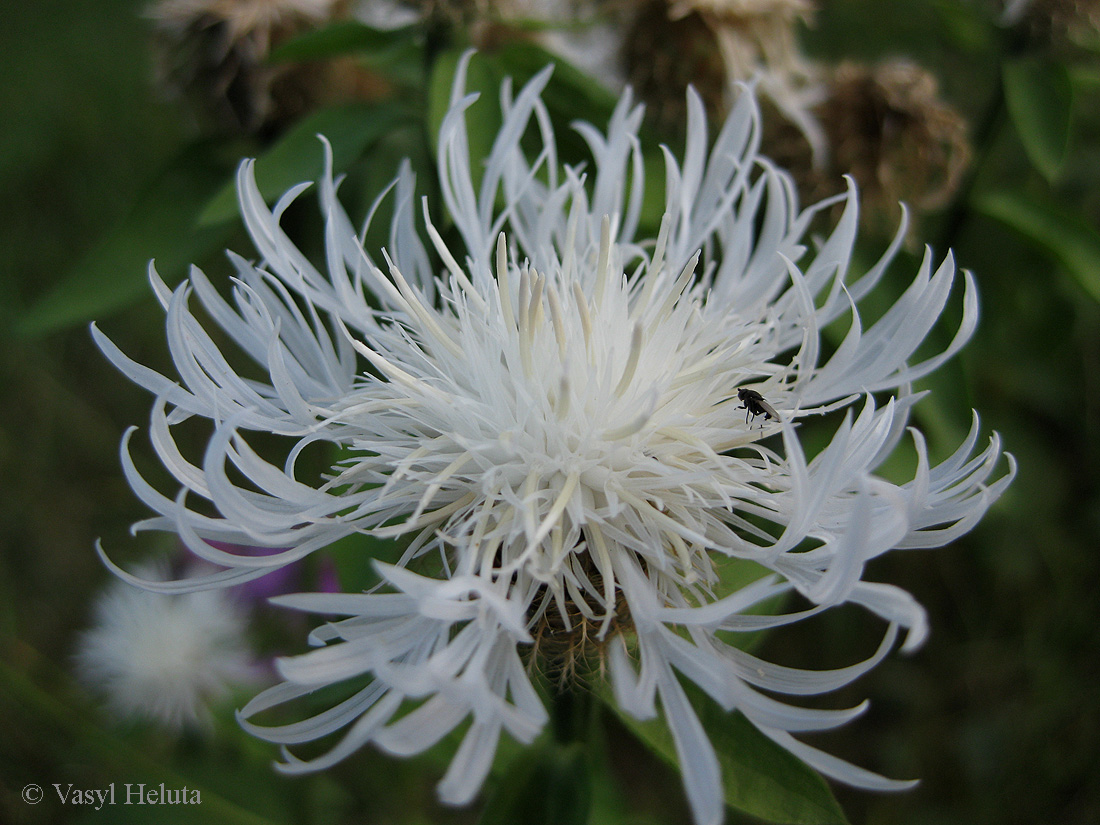 Image of Centaurea carpatica specimen.