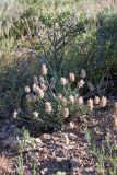 Astragalus schrenkianus