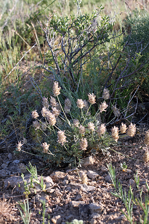 Image of Astragalus schrenkianus specimen.