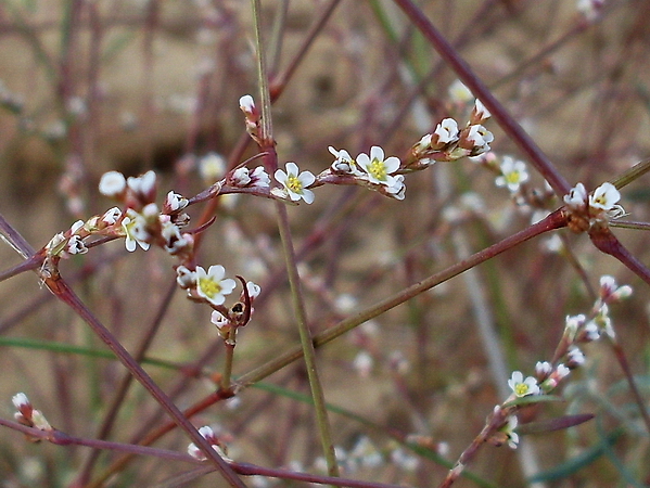 Image of genus Polygonum specimen.