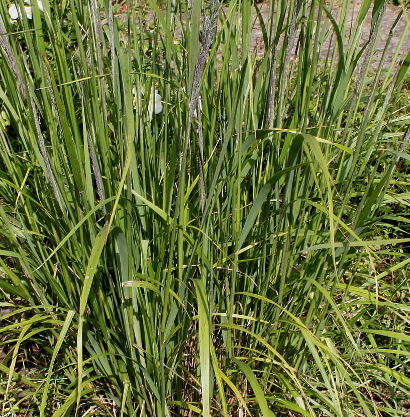 Image of Calamagrostis brachytricha specimen.