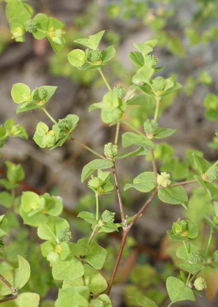 Image of Euphorbia stricta specimen.