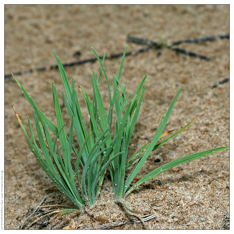 Image of Koeleria glauca specimen.