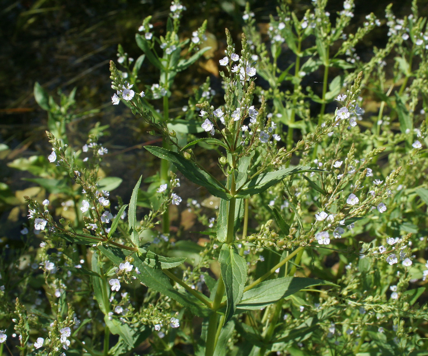 Image of Veronica anagallis-aquatica specimen.