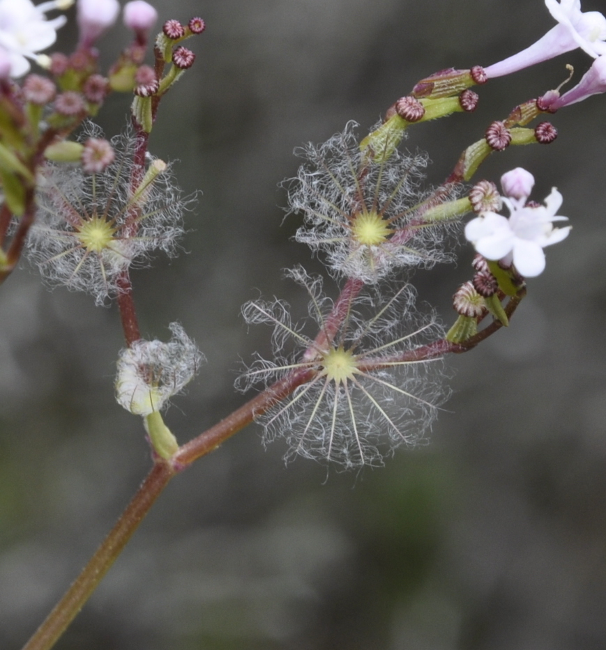 Изображение особи Valeriana dioscoridis.