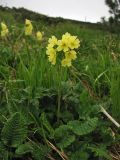 Primula poloninensis. Цветущее растение. Украина, Ивано-Франковская обл., Верховинский р-н, хр. Черногора, гора Смотрич, субальпийский луг, около 1800 м н.у.м. 5 июня 2009 г.