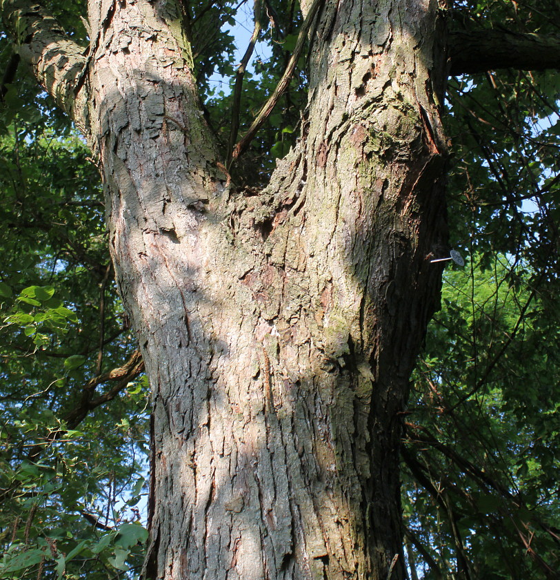 Image of Ostrya virginiana specimen.