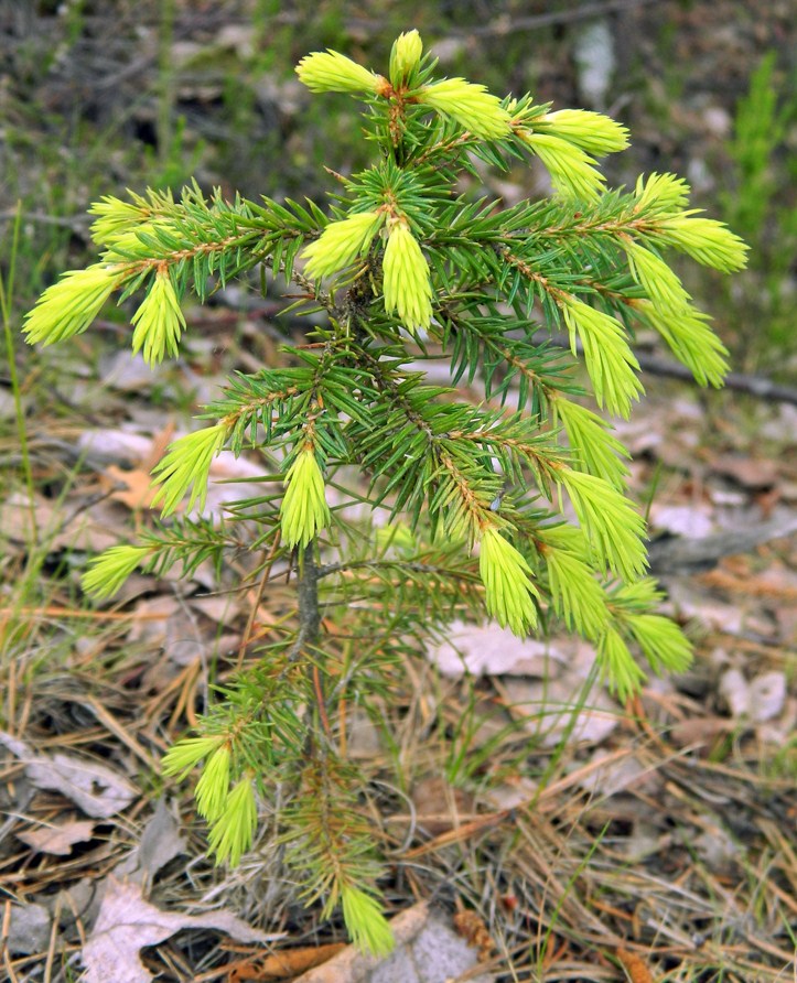 Изображение особи Picea abies.