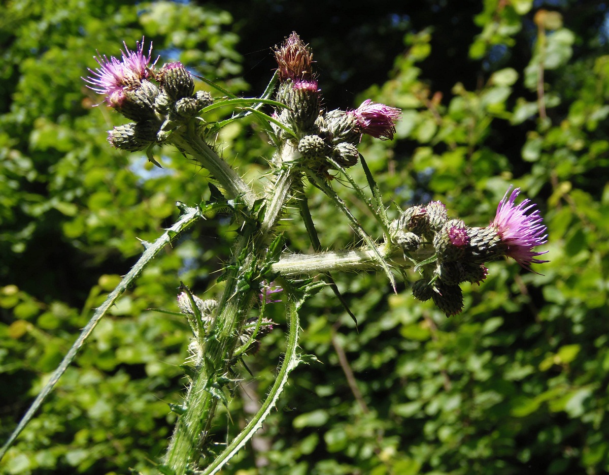 Image of Cirsium palustre specimen.