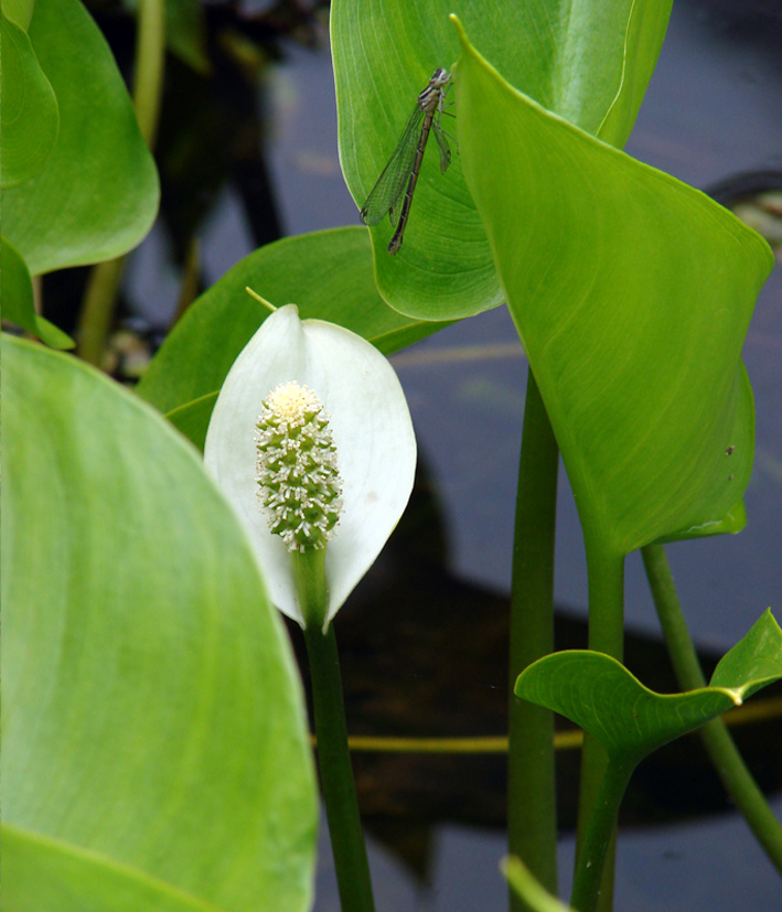 Image of Calla palustris specimen.