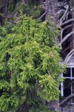 Picea orientalis. Ветви с шишками. Карачаево-Черкесия, пос. Домбай, берег реки Аманауз. 28.07.2014.