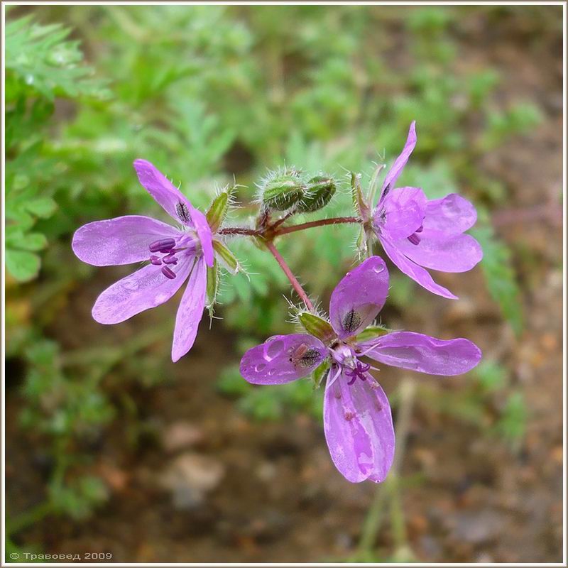 Изображение особи Erodium cicutarium.