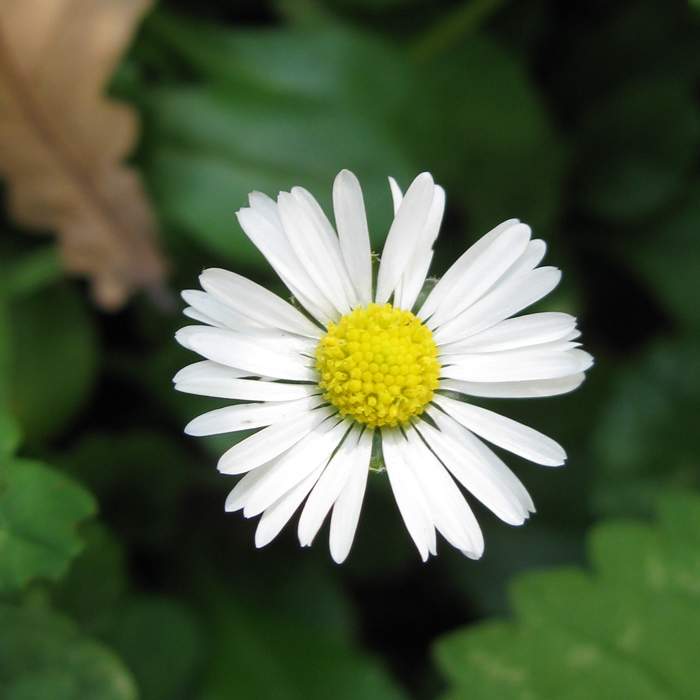 Image of Bellis perennis specimen.