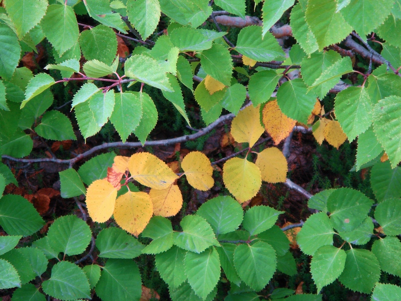 Изображение особи Betula ermanii.