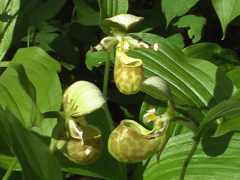 Золушкин башмачок фото цветок