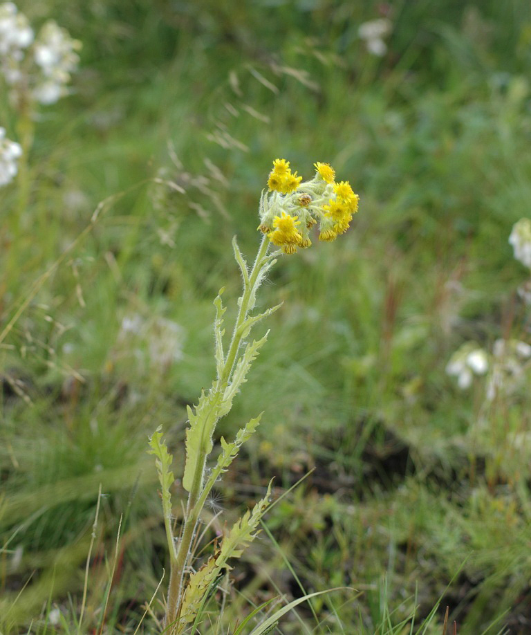 Image of Tephroseris palustris specimen.