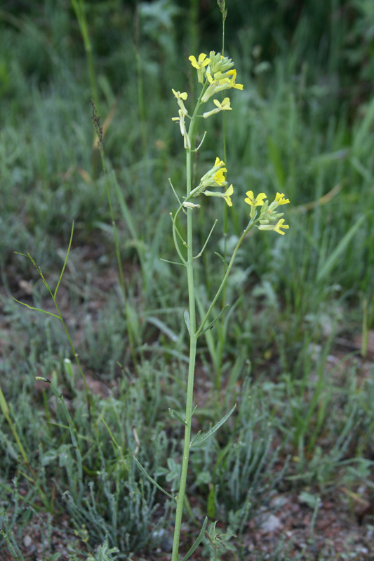 Image of Erysimum canescens specimen.