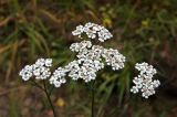 род Achillea