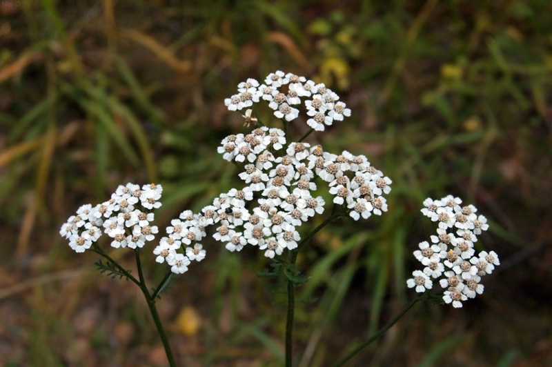 Image of genus Achillea specimen.