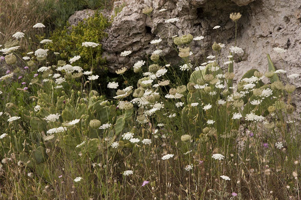 Image of Daucus carota specimen.