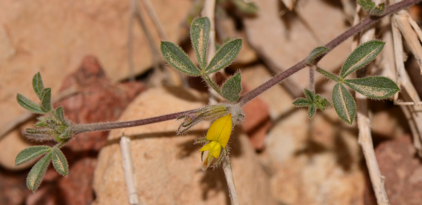 Изображение особи Lotononis platycarpa.