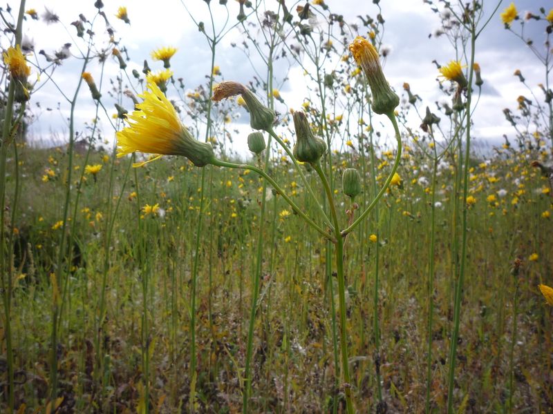 Image of Sonchus arvensis specimen.