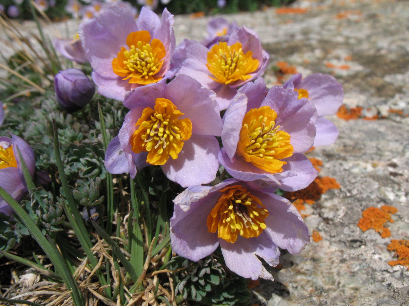 Image of Paraquilegia anemonoides specimen.