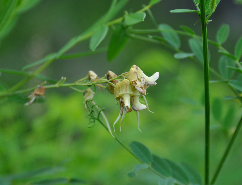 Image of Sophora flavescens specimen.