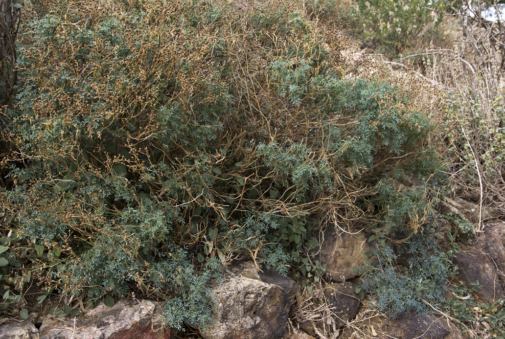 Image of Ruta chalepensis specimen.