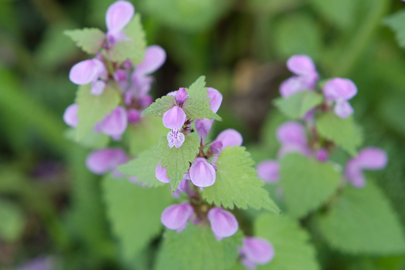 Image of Lamium maculatum specimen.