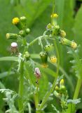 Senecio vulgaris. Верхушка цветущего растения. Ленинградская обл., г. Волхов, Октябрьская наб. 13.07.2008.