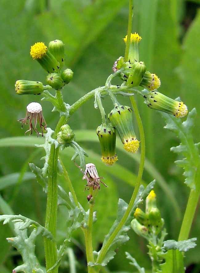 Image of Senecio vulgaris specimen.