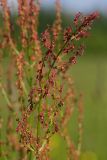 Rumex acetosa