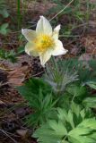 Pulsatilla uralensis. Цветущее растение. Свердловская обл., окр. г. Североуральск, склон известняковой скалы. 19.06.2008.