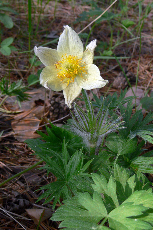 Image of Pulsatilla uralensis specimen.