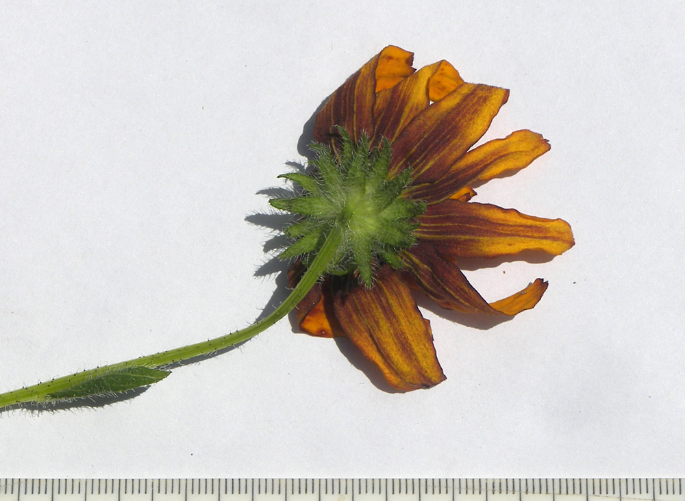 Image of Rudbeckia bicolor specimen.