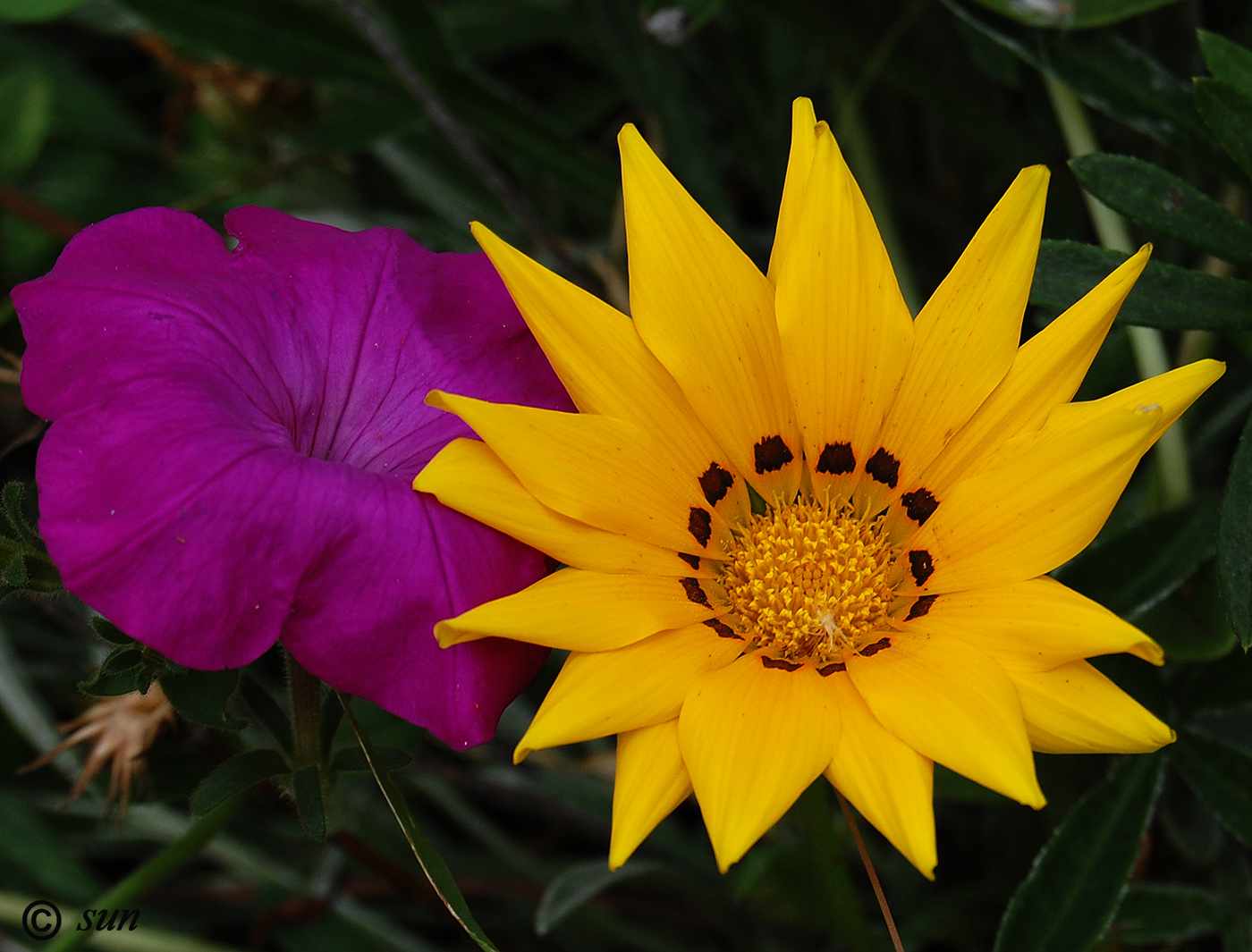 Image of Gazania &times; hybrida specimen.